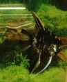 Skalár mramorový - Pterophyllum scallare marble